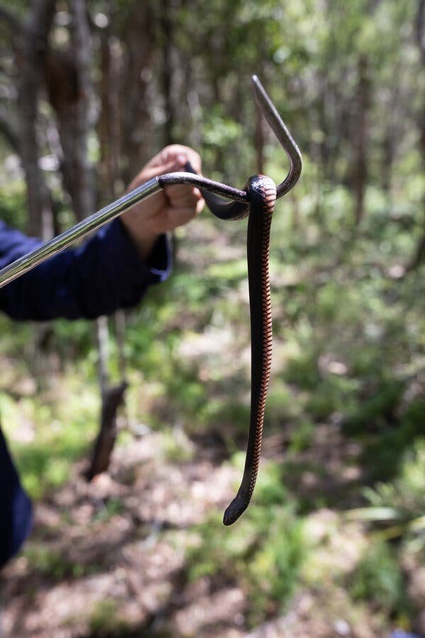 A snake draped on a metal hook, with a man holding its tail.