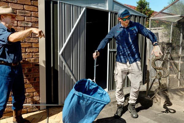 Two men outside a shed. One of them is wrangling a python in his left hand, and holding a large cloth bag in his right.
