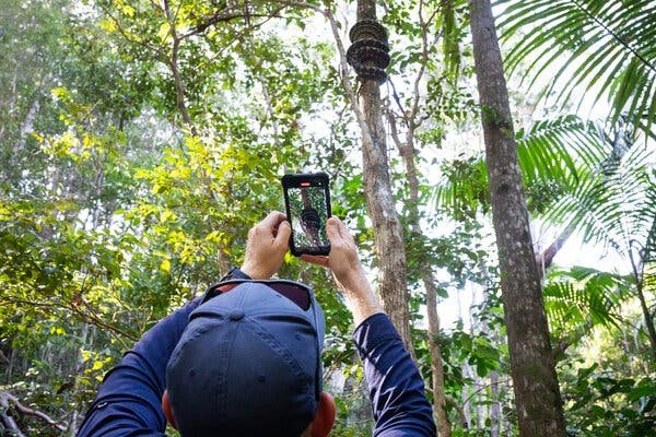 A man taking a video with his phone of a large python coiled up around a tree, in what appears to be a forest